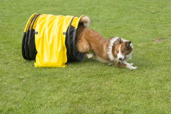 Border Collie Mixed Dog Running Agility Tunnel Seen Side — Stock Photo, Image