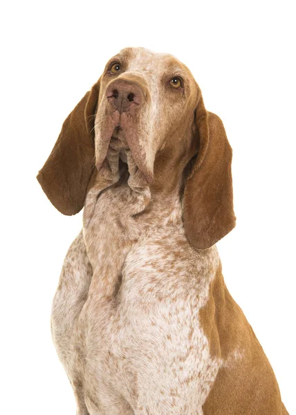 Retrato Uma Bracco Italiana Olhando Para Cima Isolado Fundo Branco — Fotografia de Stock