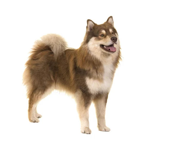 漂亮的芬兰 Lapphund 站在寻找远离查出的白色背景 — 图库照片