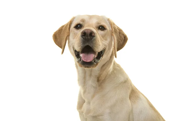 Ağız açık beyaz bir arka plan üzerinde izole taraftan görüldü kameraya bakarak bir sarı labrador retriever köpek portresi