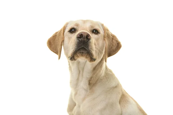 Portret Psa Blond Labrador Retriever Patrząc Kamery Zamkniętego Boku Białym — Zdjęcie stockowe