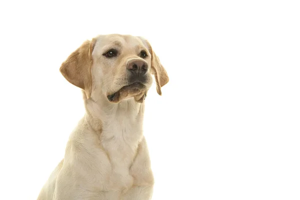 Portret Psa Blond Labrador Retriever Patrząc Daleko Bok Białym Tle — Zdjęcie stockowe