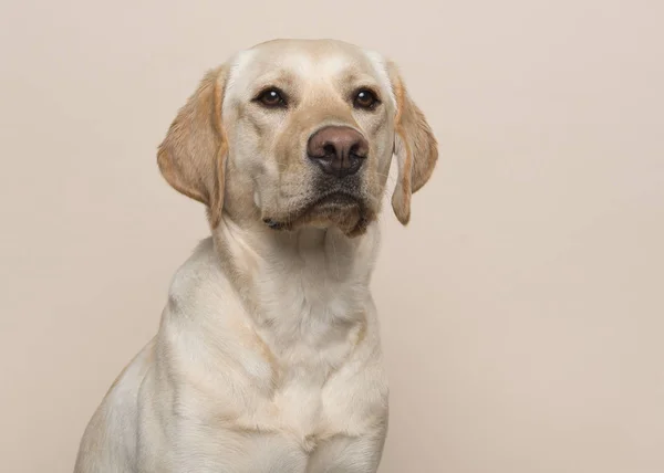 Portret Psa Blond Labrador Retriever Szukasz Drogi Piasku Kolorowe Tło — Zdjęcie stockowe