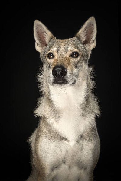 Portrait of a female tamaskan hybrid dog grancing away on a black background