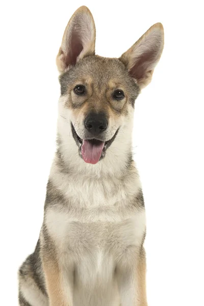 Porträt Eines Tamaskan Mischlingshundes Der Auf Weißem Hintergrund Mit Offenem — Stockfoto