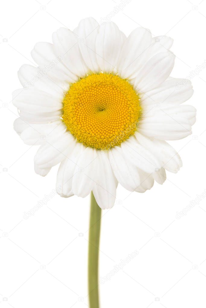 Great white daisy flower head with stem isolated on a white background