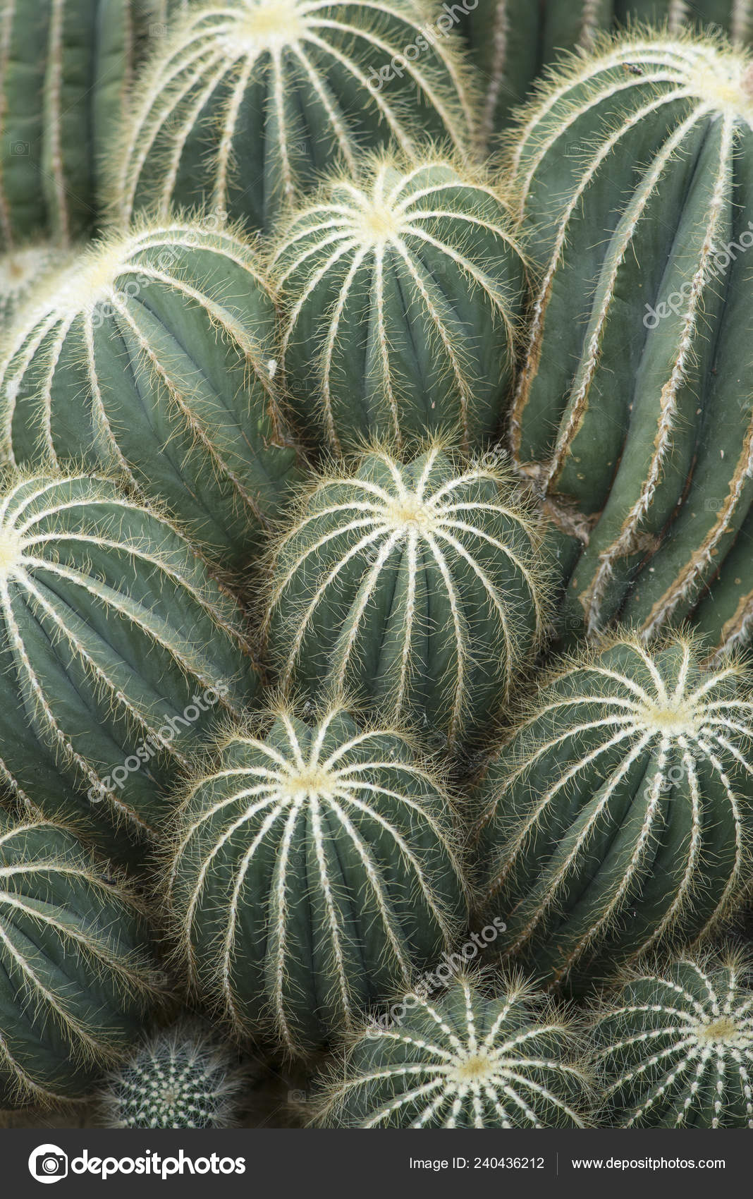 Full Frame Barrel Cactus Plants Vertical Image Stock Photo Full Frame Barrel Cactus Plants Vertical Image Stock Photo