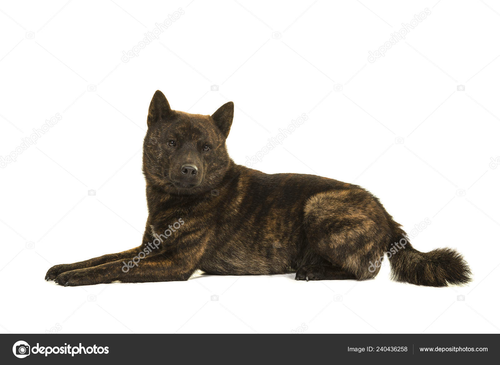 Male Kai Ken dog the national japanese breed lying down — Stock