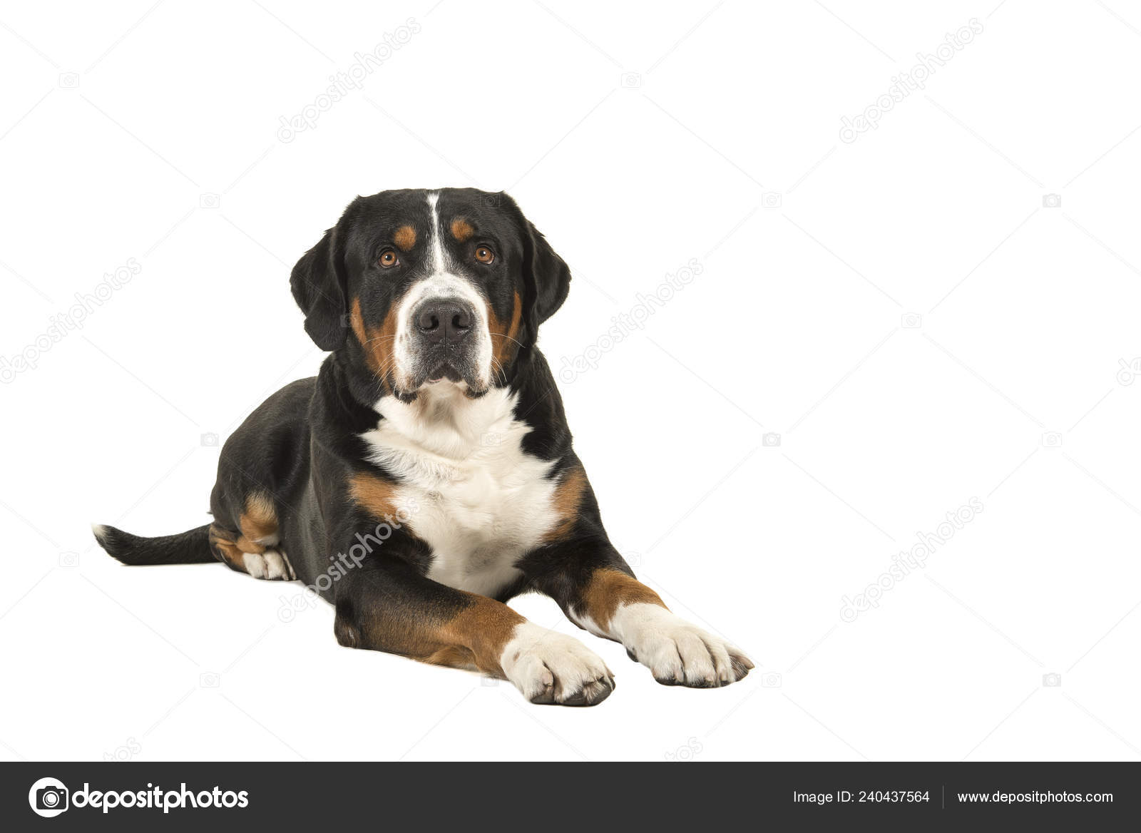 Grand Bouvier Suisse Images Libres De Droit Photos De Grand Bouvier Suisse Depositphotos Grand Bouvier Suisse Images Libres De Droit Photos De Grand Bouvier Suisse Depositphotos