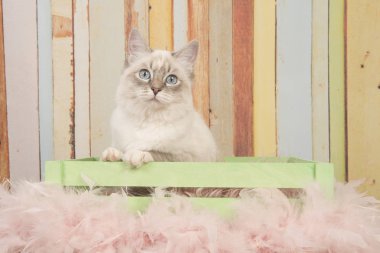 Pastel renkli arka plan üzerinde tahta bir sandık içinde oturan kamera bakarak mavi gözlü sevimli ragdoll kedi