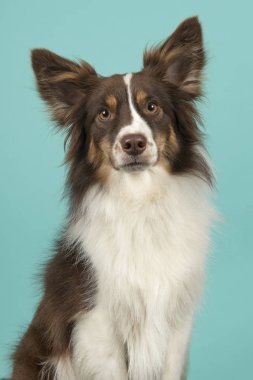 Minyatür Amerikan çoban köpeği turkuaz mavi arka plan üzerinde portresi