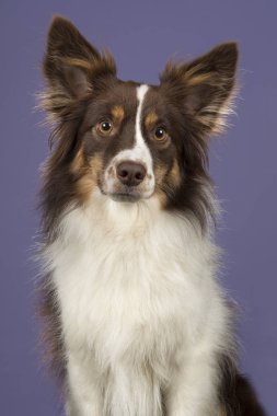 Minyatür Amerikan çoban köpeği kameraya bir lavanta mor arka plan üzerinde seyir portresi