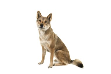 Oturma ve beyaz bir arka plan üzerinde izole kamera bakarak Skikoku köpek
