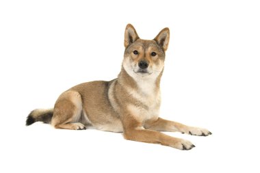 Aşağı uzanmış ve yandan görülen beyaz bir arka plan üzerinde izole kamera bakarak Skikoku köpek