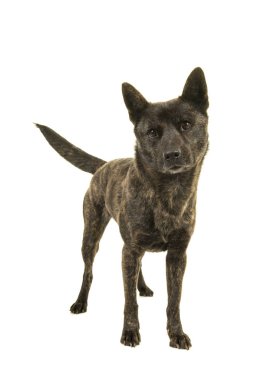 Kadın Kai Ken köpek onun kuyruk sallama ön görülen beyaz bir arka plan üzerinde izole Ulusal Japon doğurmak ayakta