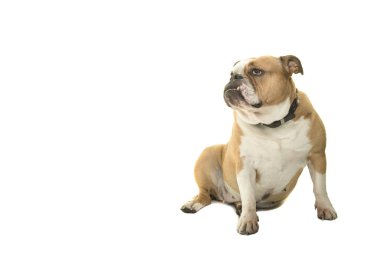 Beyaz bir arka plan üzerinde izole sol isteyen ön görülen sevimli İngilizce bulldog oturma