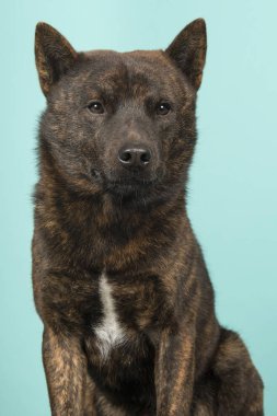 Gurur bir erkek portresi Kai Ken köpek dikey görüntü bir turkuaz mavi arka plan kameraya bakıp Ulusal Japon doğurmak