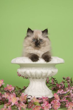 Yeşil bir arka plan üzerinde beyaz bir saksı içinde mavi gözlü Ragdoll kedi yavrusu