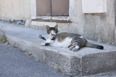 Tekir ve kameraya bakarak bir sokakta yatarken beyaz kedi