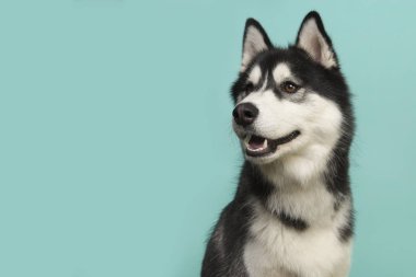 Turkuaz mavi bir arka plan üzerine arıyorsunuz bir Sibirya husky portresi