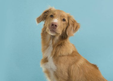 Bir nova scotia duck tolling retriever kameraya mavi bir arka plan üzerinde seyir portresi