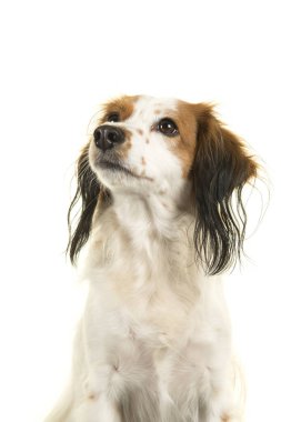 Beyaz bir arka plan üzerinde ararken bir şirin küçük Hollandalı su kuşları köpek portresi izole