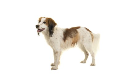 Beyaz bir arka plan üzerinde izole taraftan görüldü ayakta şirin küçük Hollandalı su kuşları köpek