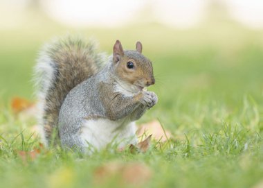 Şirin gri sincap oturma ve çim yeme 