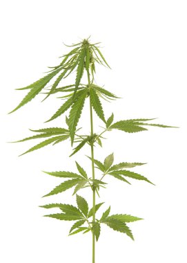 Beyaz bir arka plan üzerinde izole Hennep bitki