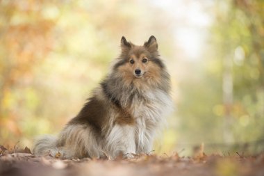 Shetland koyun ya da sonbahar renkleri ile bir ormandaki bir orman yolu üzerinde oturan sığınak köpek
