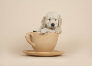 Cute golden retriever puppy sitting in a cup and saucer on a sand colored background clipart