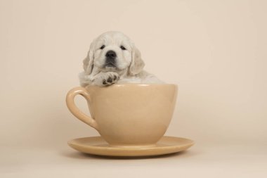 Cute golden retriever puppy lying in a cup and saucer on a sand colored background looking at the camera clipart