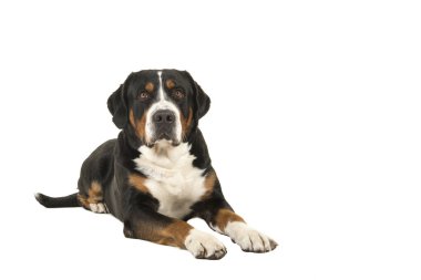 Kopya alanı ile beyaz bir arka plan üzerinde büyük İsviçre dağ köpek ararken ön görülen uzanarak izole