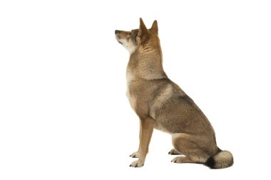Yukarı ve uzağa arka plan beyaz bir arka plan üzerinde izole bakarak Shikoku köpek oturma