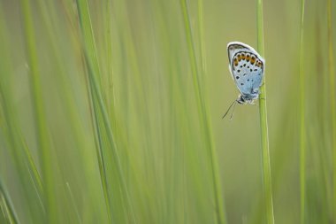 Gümüş mavi yeşil çim dinlenme çivili