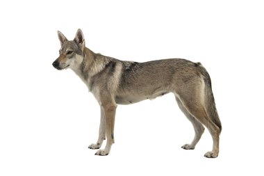 Tamaskan melez köpek beyaz bir arka plan üzerinde izole taraftan görüldü