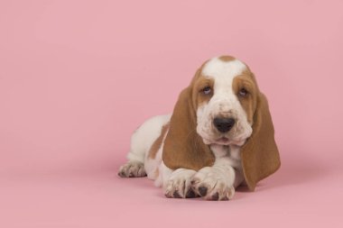 Ön kameraya bir pembe bakarak görülen yatarken şirin basset tazı köpek yavrusu