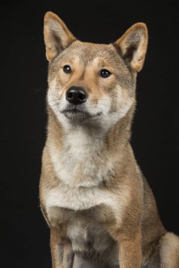 Bir Shikoku portresi uzak bir siyah arka plan üzerinde seyir Japon bir cins köpek