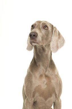 Beyaz bir arka plan üzerinde ararken yan tarafından trafik kavaşağında köpek izole bir weimaraner portresi