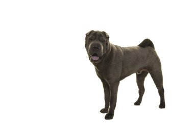 Ağız açık kameraya bakarak beyaz bir arka planda gri Shar-pei Köpek yandan görülen ayakta izole