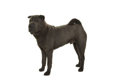 Beyaz bir arka plan üzerinde izole taraftan görüldü ayakta gri Shar-pei Köpek
