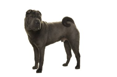 Ayakta gri Shar Pei Köpek geri onun tetikte beyaz bir arka plan üzerinde izole