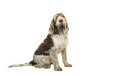 Beyaz bir arka plan üzerinde izole kamera bakarak taraftan görülen oturma Spinone Italiano köpek