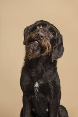Dikey görüntü bir kum renkli arka plan üzerinde seyir Cesky Fousek köpek portresi