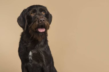Uzak bir yatay görüntü bir kum renkli arka plan üzerinde seyir Cesky Fousek köpek portresi