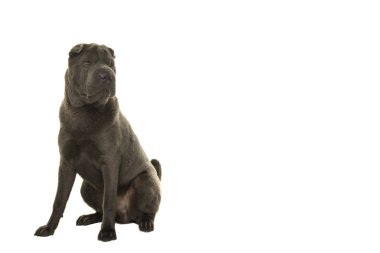 Gri Shar-pei Köpek uzakta yatay bir görüntüde beyaz bir arka plan üzerinde izole seyir oturan
