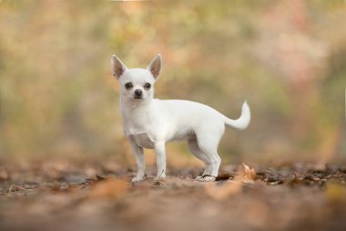 Güzel ayakta beyaz chihuahua köpek Tortum ormandaki taraftan görüldü