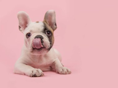 Burnunu yalama bir pembe yalan sevimli Fransız bulldog köpek yavrusu