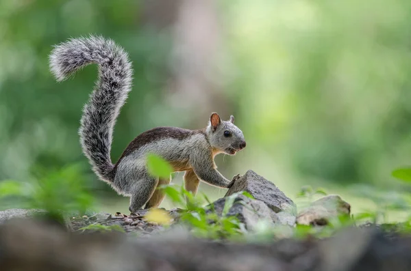 Scoiattolo Variegato Visto Dal Lato Terra Cerca Cibo — Foto Stock