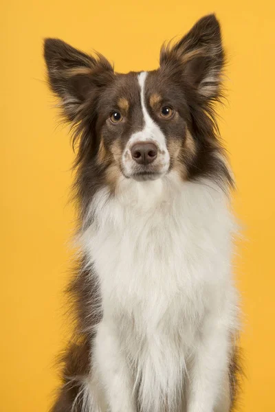 黄色の背景にミニチュア アメリカのシェパード犬の肖像画 — ストック写真